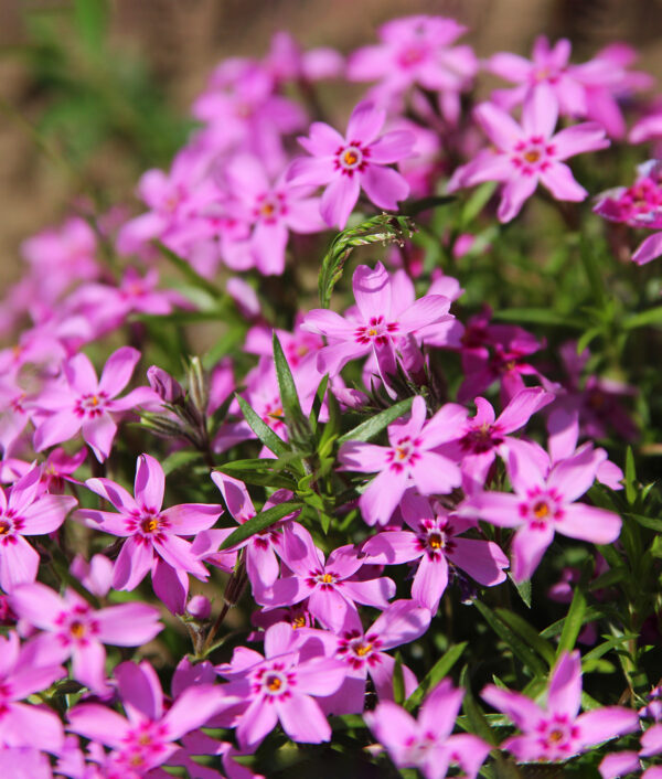 Phlox sibulata 'Fabulous Rose'