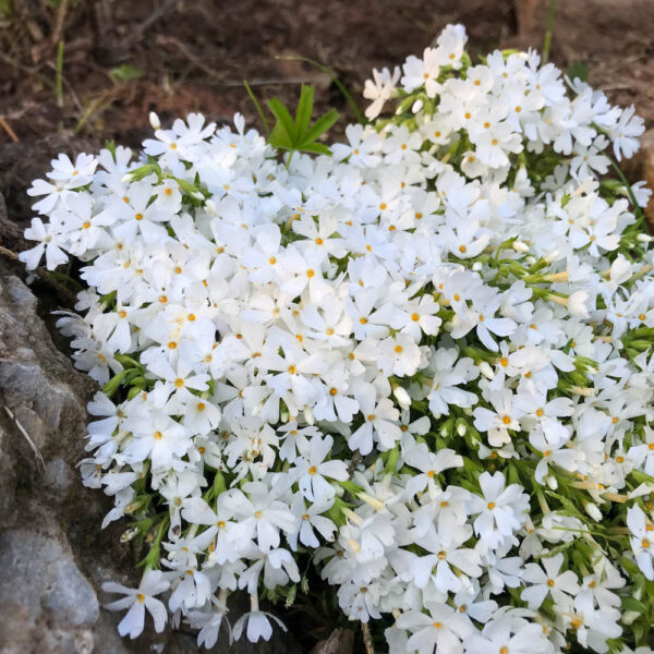 Phlox sibulata 'Maischnee'