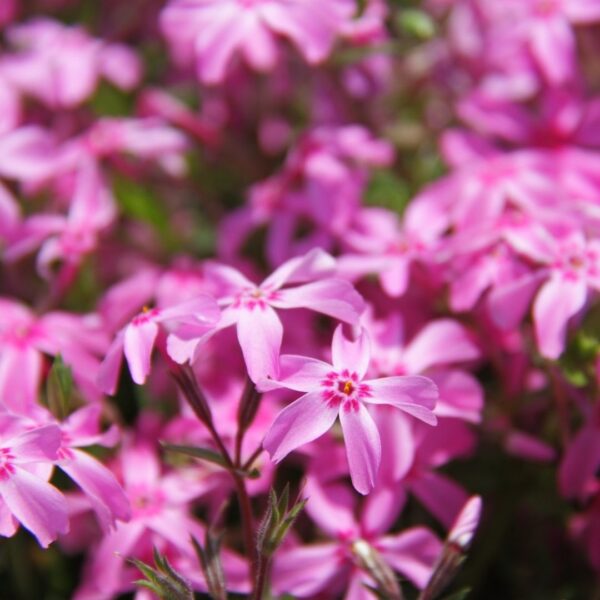 Phlox sibulata 'Moerheimii'