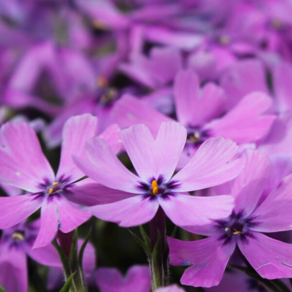 Phlox sibulata 'Purple Beauty'