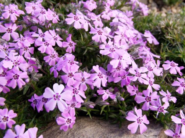 Phlox sibulata 'Rosette'