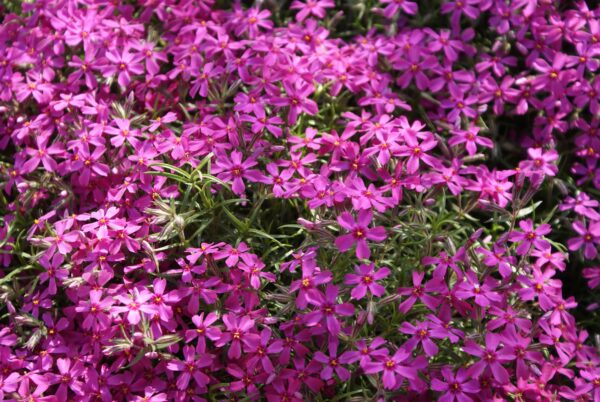 Phlox sibulata 'Samson'