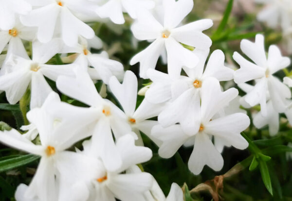 Phlox sibulata 'Snowflake'