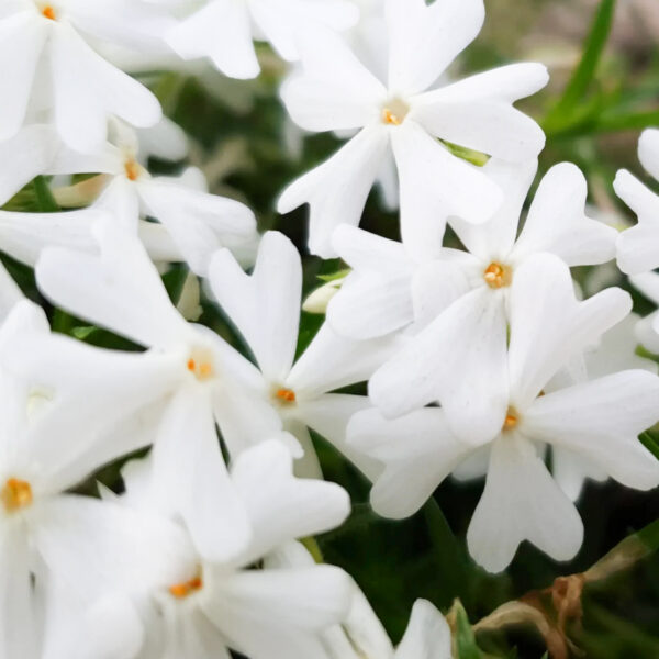 Phlox sibulata 'Snowflake'