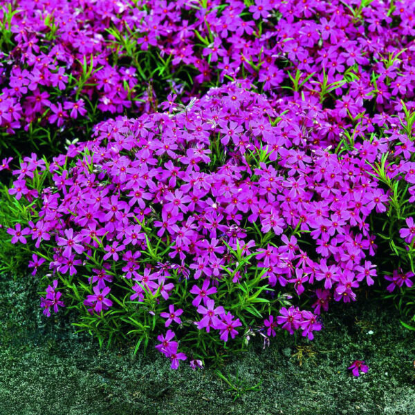 Phlox sibulata 'Temiskaming'