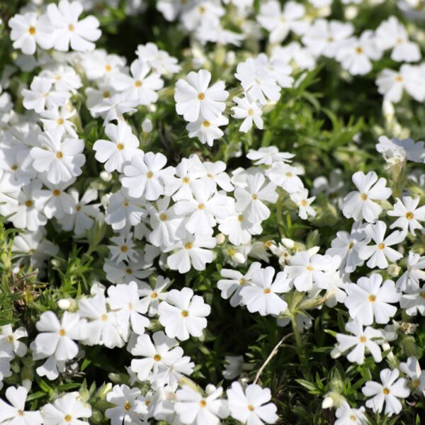 Phlox sibulata 'White Delight'