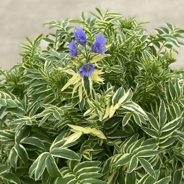 Polemonium caeruleum 'Brise d-Anjou'