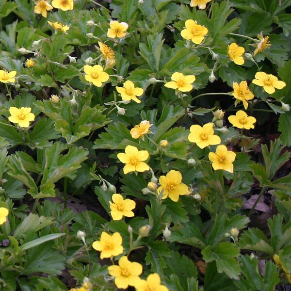 Potentilla neumanniana