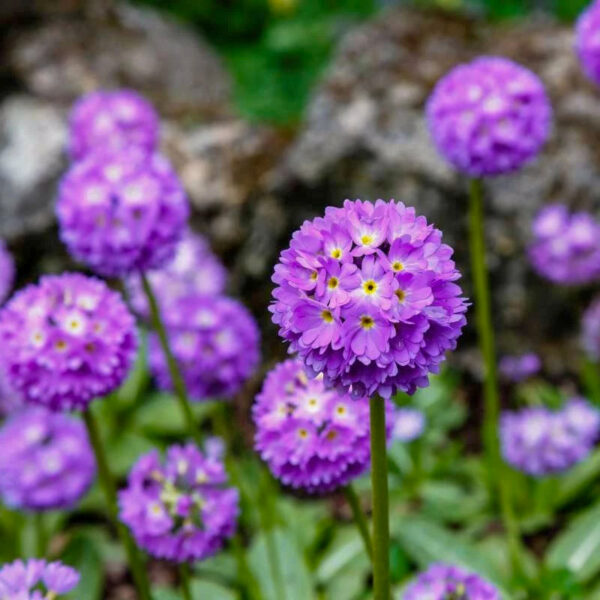 Primula denticulata 'Cashmeriana'