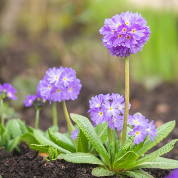 Primula denticulata 'Prom Lilac'