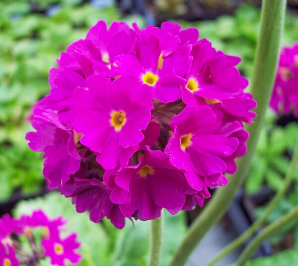 Primula denticulata 'Rubin'