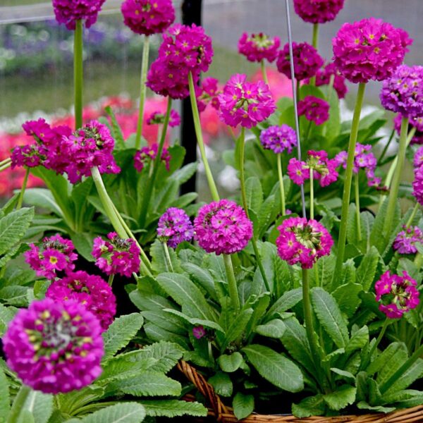 Primula denticulata 'Rubra'