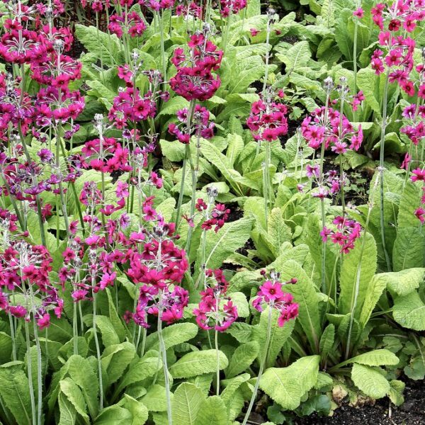 Primula japonica 'Carminea'