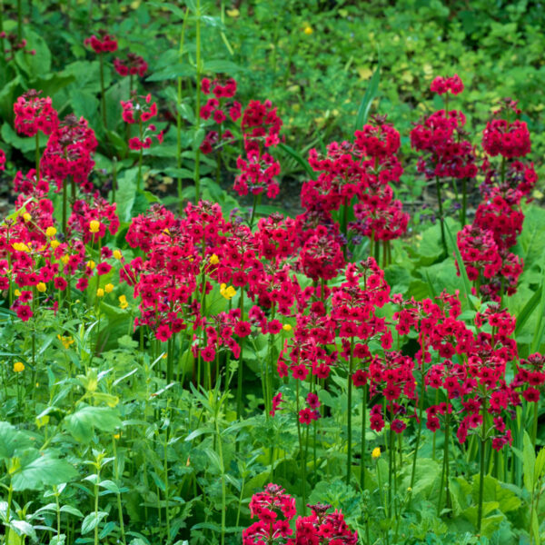 Primula japonica 'Miller-s Crimson'