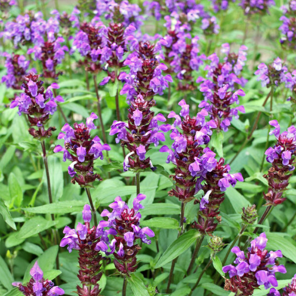 Prunella grandiflora 'Bella Violet'