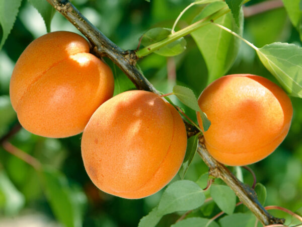 Prunus armeniaca 'Early Orange'