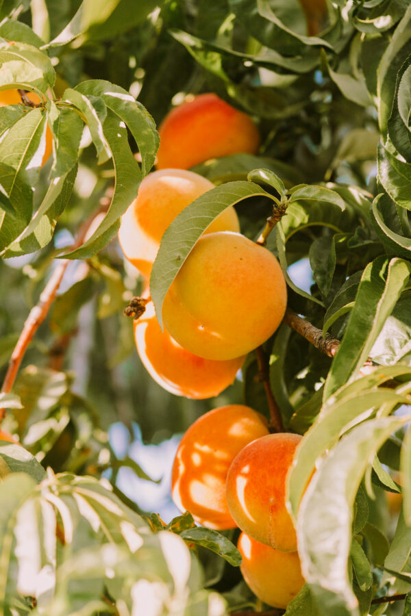 Prunus armeniaca 'Somo'