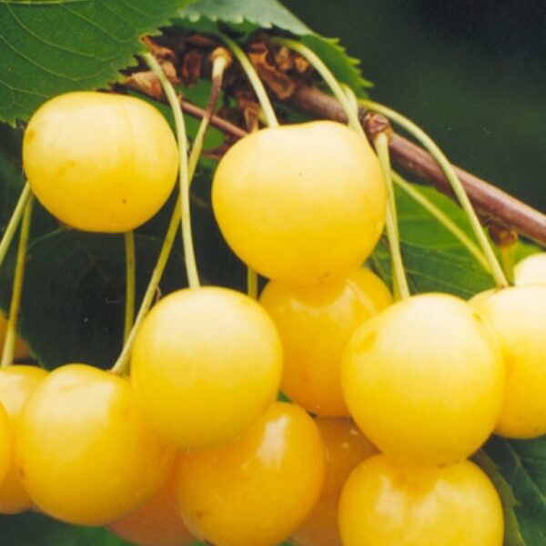 Prunus avium  'Drogāna Dzeltenais'