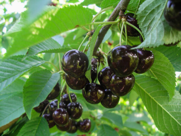 Prunus avium  'Leningradskaja chernaja'