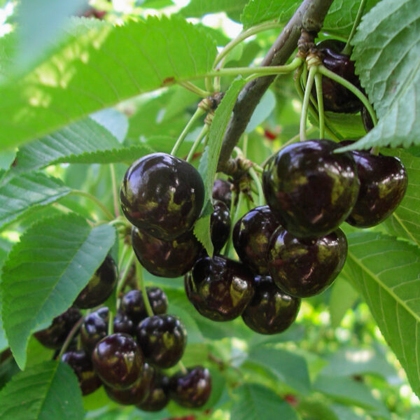 Prunus avium  'Leningradskaja chernaja'