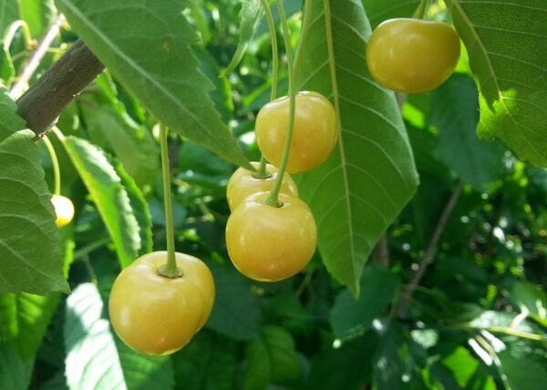 Prunus avium 'Paula'