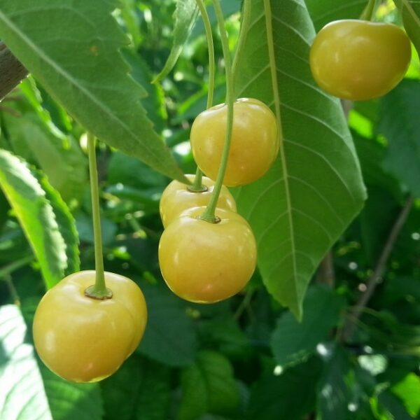 Prunus avium 'Paula'