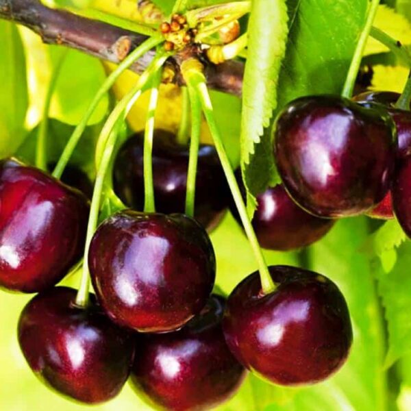 Prunus avium  'Tjutchevka'