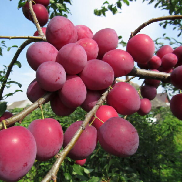 Prunus cerasifera  'Kubanskaja Kometa'