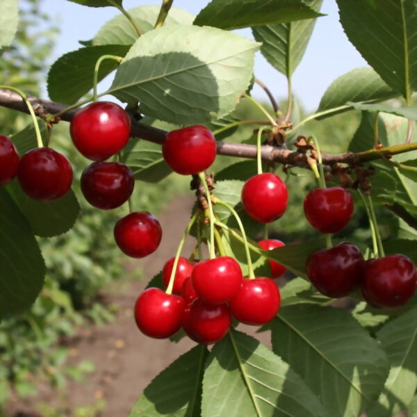 Prunus cerasus  'Desertnaja Morozovoi'