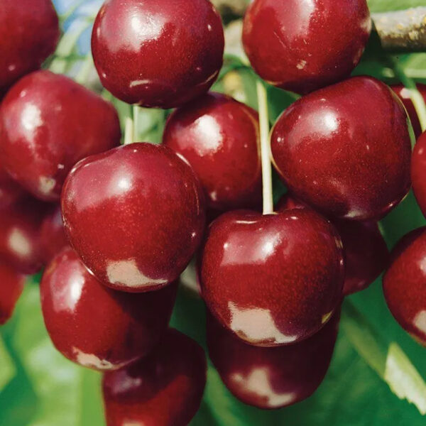 Prunus cerasus 'North Star'