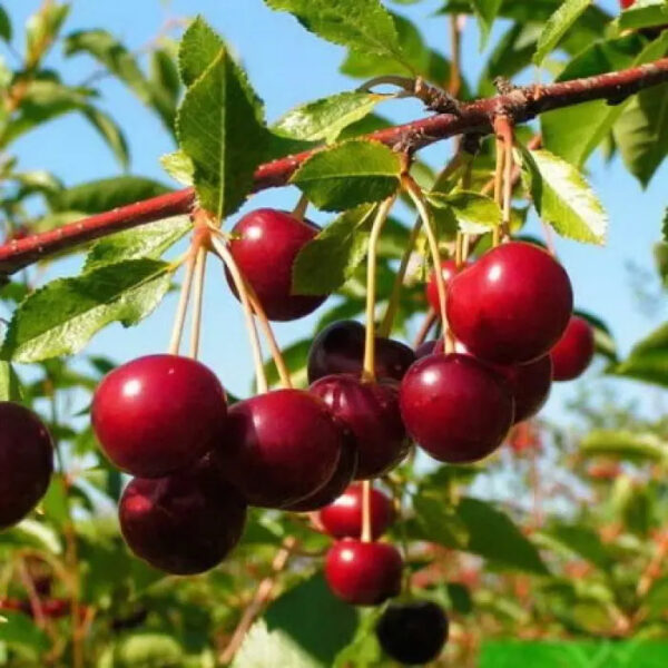 Prunus cerasus 'Novella'