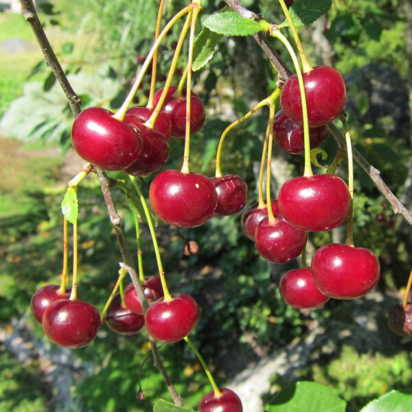 Prunus cerasus 'Tamaris'