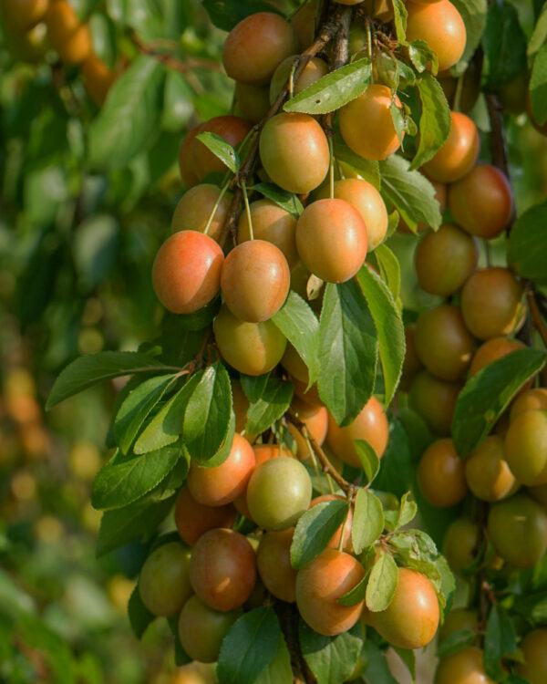 Prunus domestica  'Adele, Adelyn'