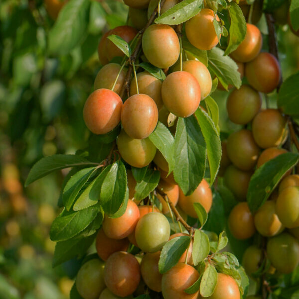 Prunus domestica 'Adele, Adelyn'