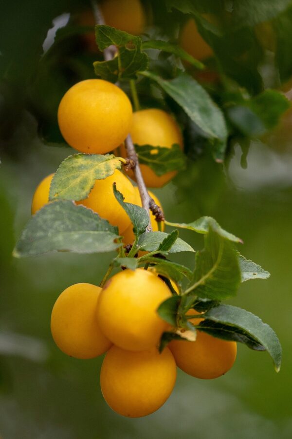 Prunus domestica 'Ance'