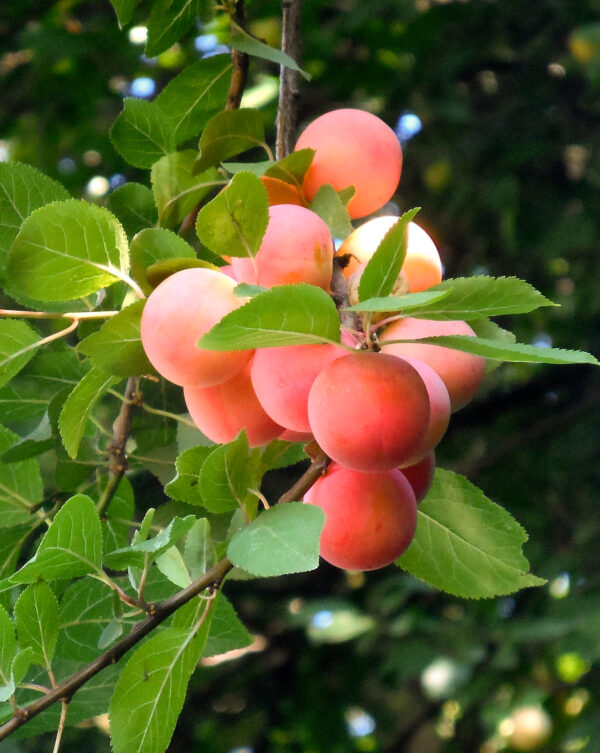 Prunus domestica  'Emma Lepermann'