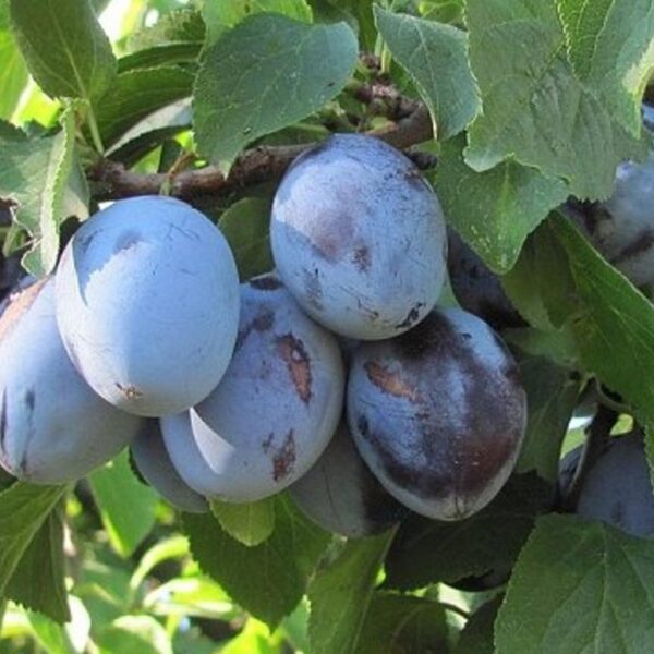 Prunus domestica 'Jubileum'