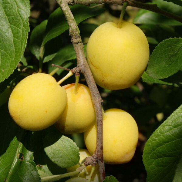 Prunus domestica 'Reine Claude D'Oullins'