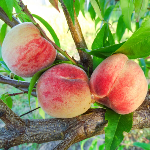 Prunus persica 'Maira'