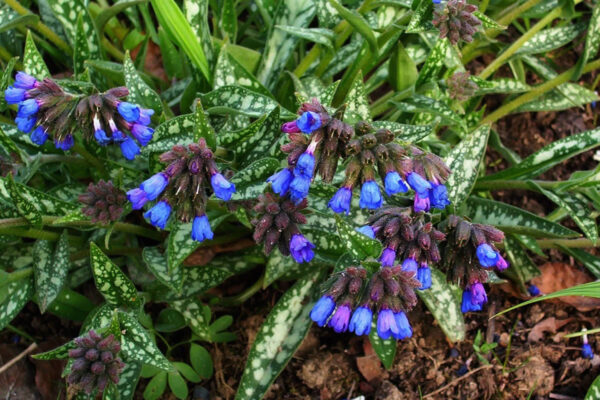 Pulmonaria longifolia 'E.B. Anderson'