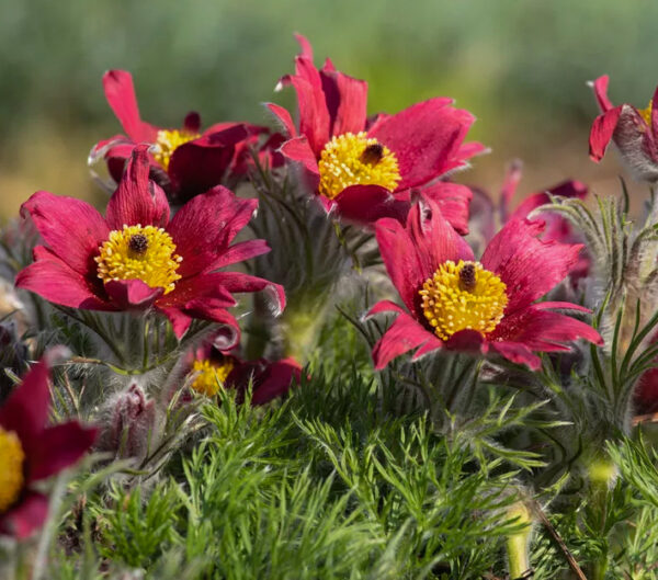 Pulsatilla vulgaris 'Röde Klokke'