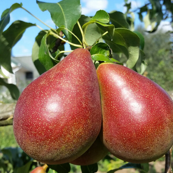 Pyrus communis 'Alvita'