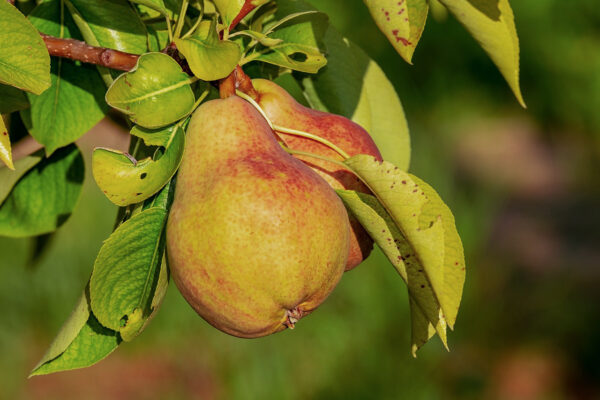 Pyrus communis 'Eckehard'