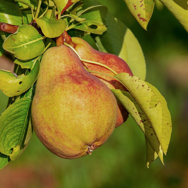 Pyrus communis 'Eckehard'