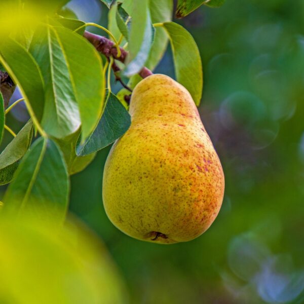 Pyrus communis 'Seces 2'