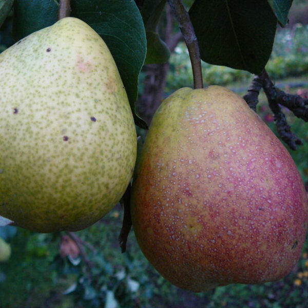 Pyrus communis  'Vasarīne Sviestīne'