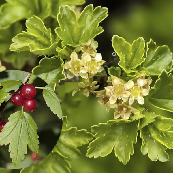 Ribes alpinum