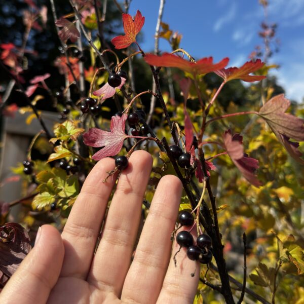 Ribes aureum