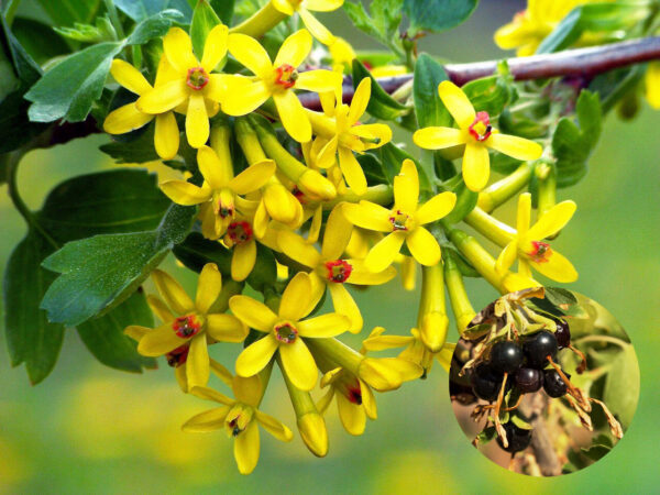 Ribes aureum