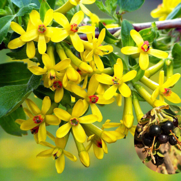 Ribes aureum